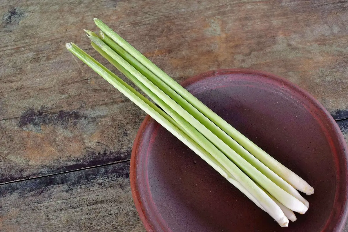 Ecco perché la citronella è la miglior alleata contro gli odori nell’area esterna Ecco perché la citronella è la miglior alleata contro gli odori nell’area esterna