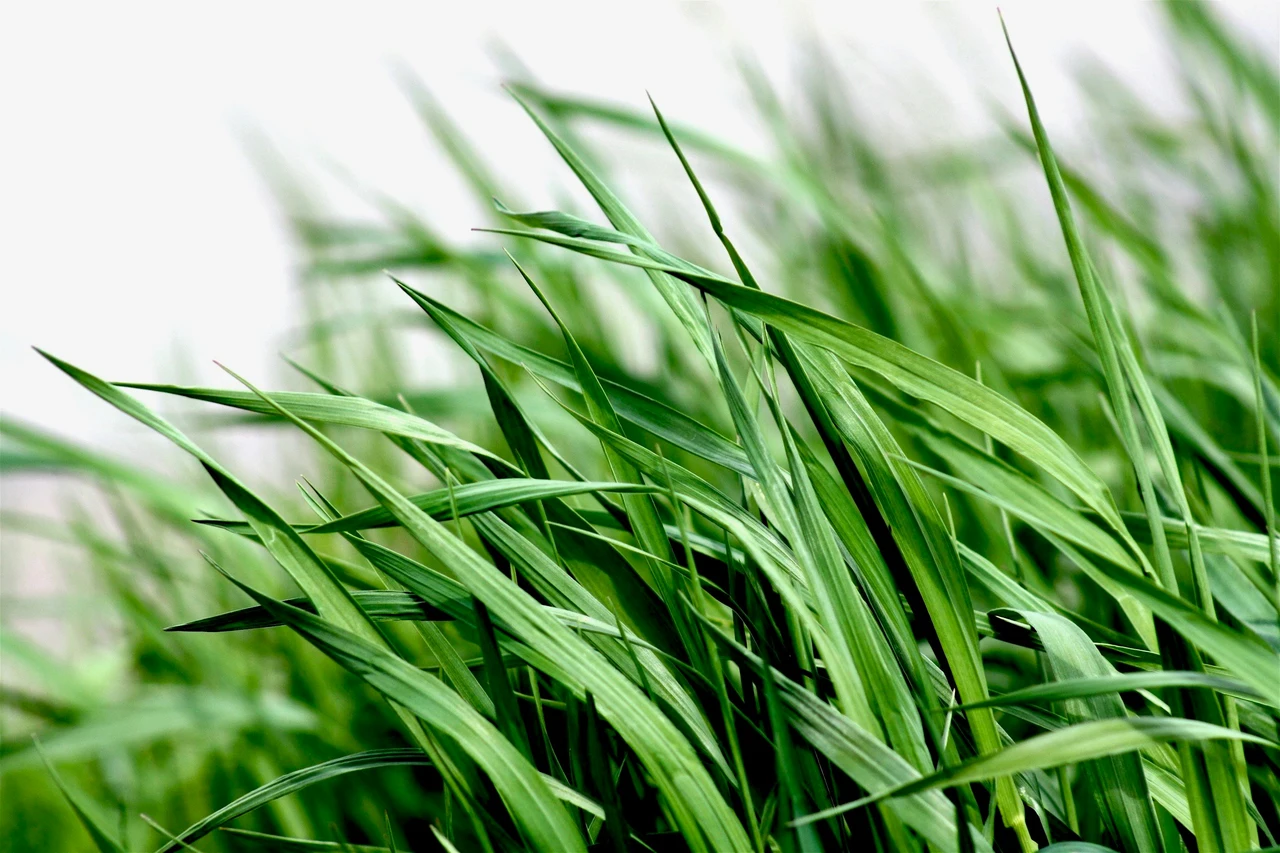 Ecco perché la citronella è la miglior alleata contro gli odori nell’area esterna Ecco perché la citronella è la miglior alleata contro gli odori nell’area esterna