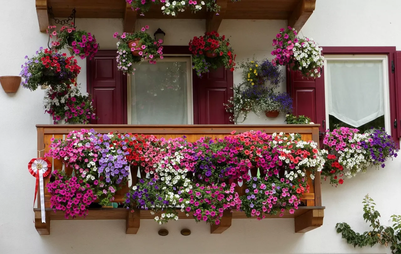 Vuoi un balcone fiorito tutto luglio? Prova questa varietà resistente al caldo estivo Vuoi un balcone fiorito tutto luglio? Prova questa varietà resistente al caldo estivo