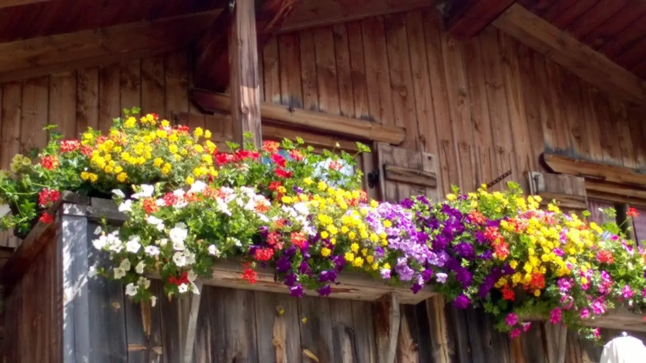 Vuoi un balcone fiorito tutto luglio? Prova questa varietà resistente al caldo estivo Vuoi un balcone fiorito tutto luglio? Prova questa varietà resistente al caldo estivo