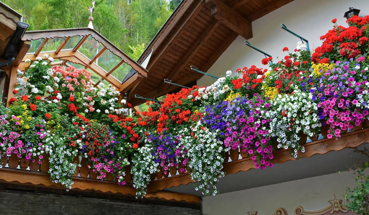 Vuoi un balcone fiorito tutto luglio? Prova questa varietà resistente al caldo estivo Vuoi un balcone fiorito tutto luglio? Prova questa varietà resistente al caldo estivo