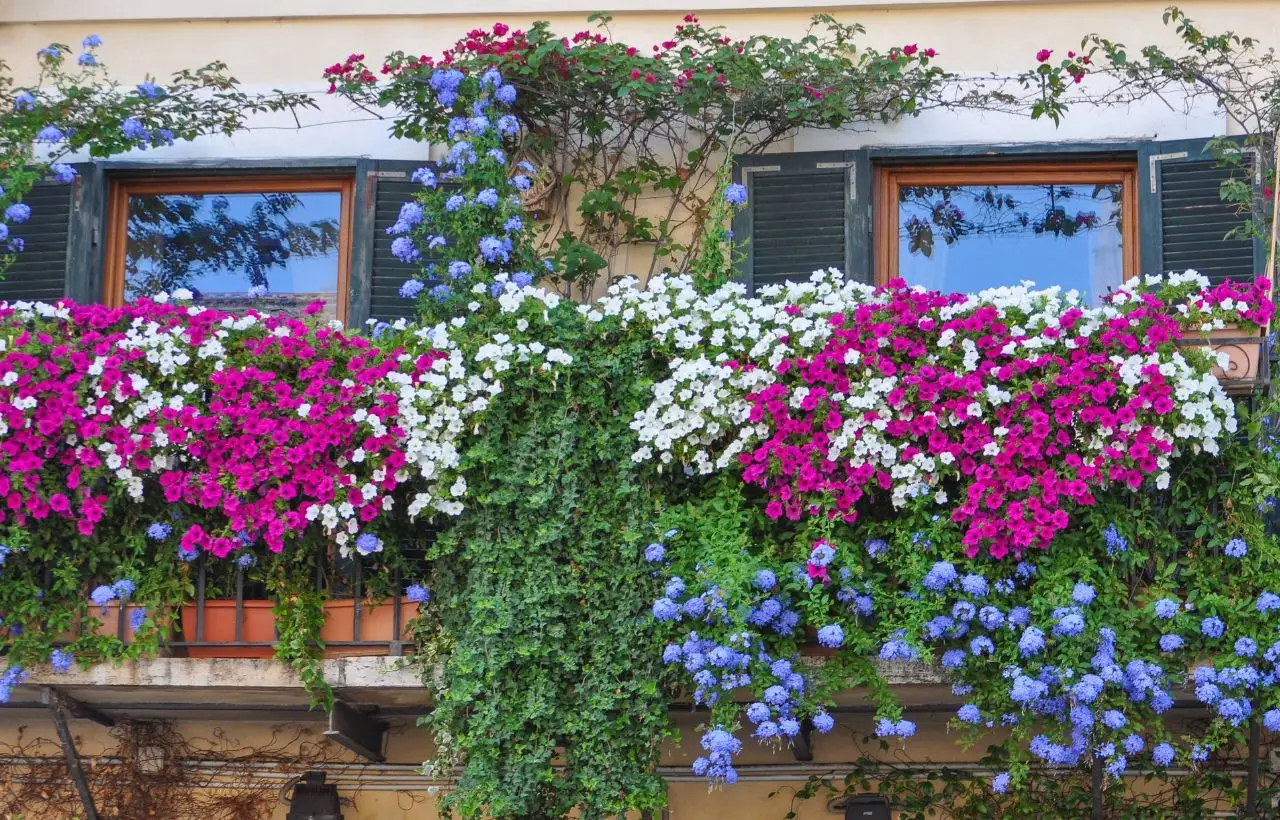 Vuoi un balcone fiorito tutto luglio? Prova questa varietà resistente al caldo estivo Vuoi un balcone fiorito tutto luglio? Prova questa varietà resistente al caldo estivo