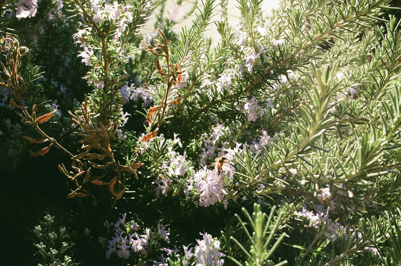 Arricchisci il tuo orto con una pianta che profuma l’aria e attira le api in 2 settimane Arricchisci il tuo orto con una pianta che profuma l’aria e attira le api in 2 settimane