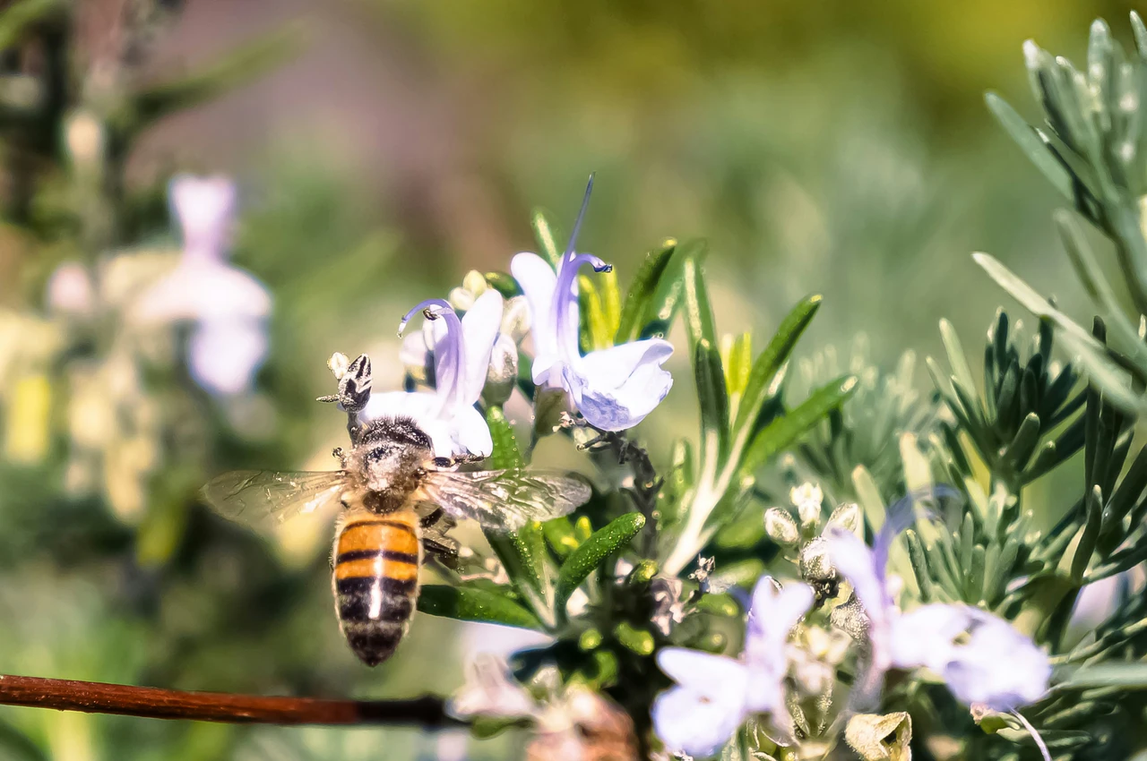 Arricchisci il tuo orto con una pianta che profuma l’aria e attira le api in 2 settimane Arricchisci il tuo orto con una pianta che profuma l’aria e attira le api in 2 settimane