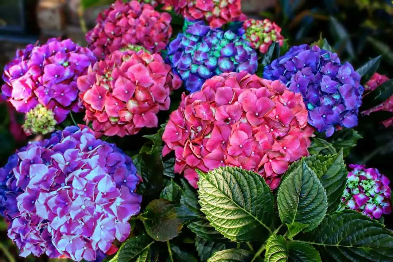 I segreti per un’ortensia dai colori intensi: attenzione al pH del terreno I segreti per un’ortensia dai colori intensi: attenzione al pH del terreno