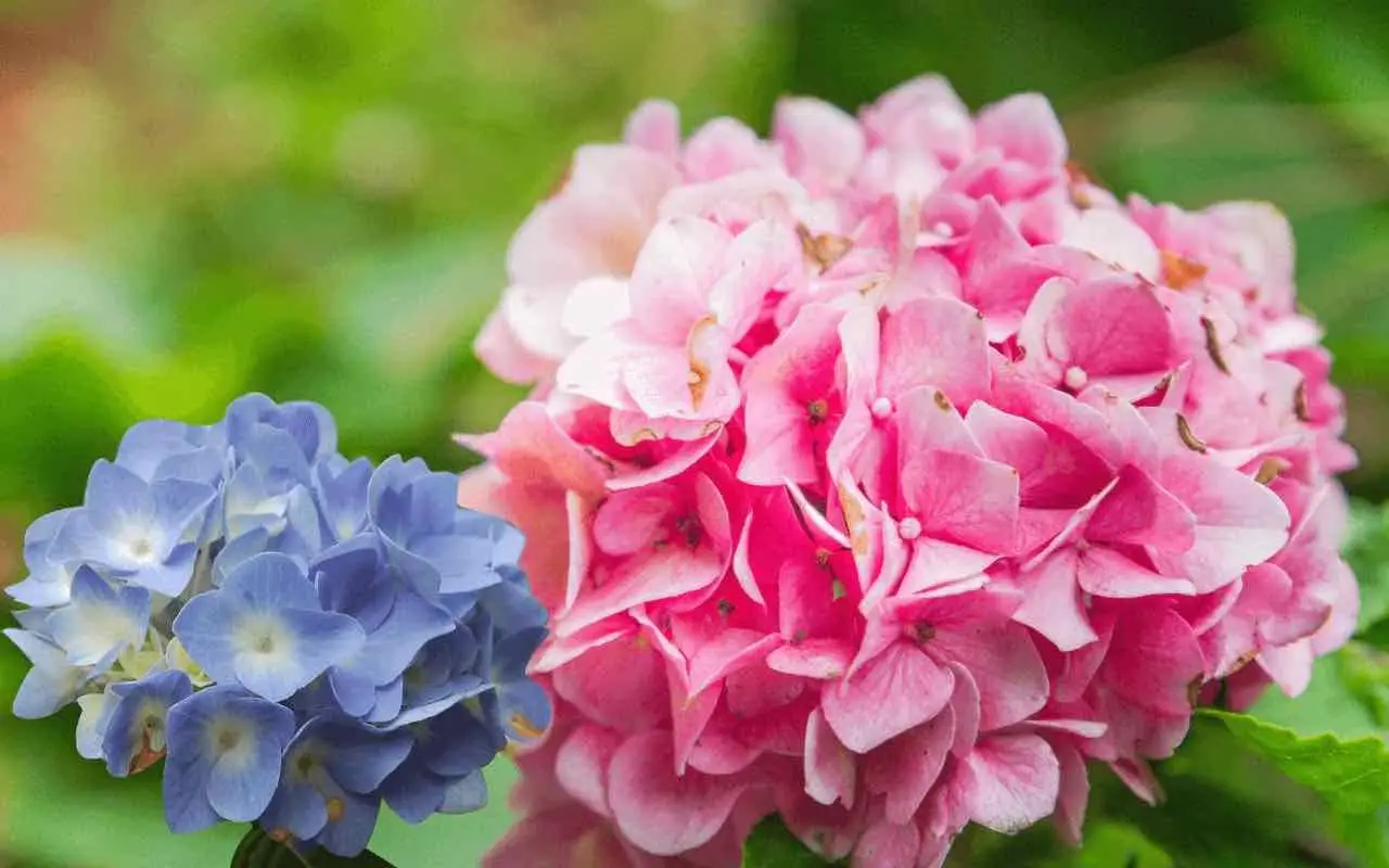 I segreti per un’ortensia dai colori intensi: attenzione al pH del terreno I segreti per un’ortensia dai colori intensi: attenzione al pH del terreno