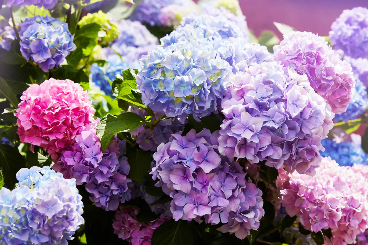 I segreti per un’ortensia dai colori intensi: attenzione al pH del terreno I segreti per un’ortensia dai colori intensi: attenzione al pH del terreno