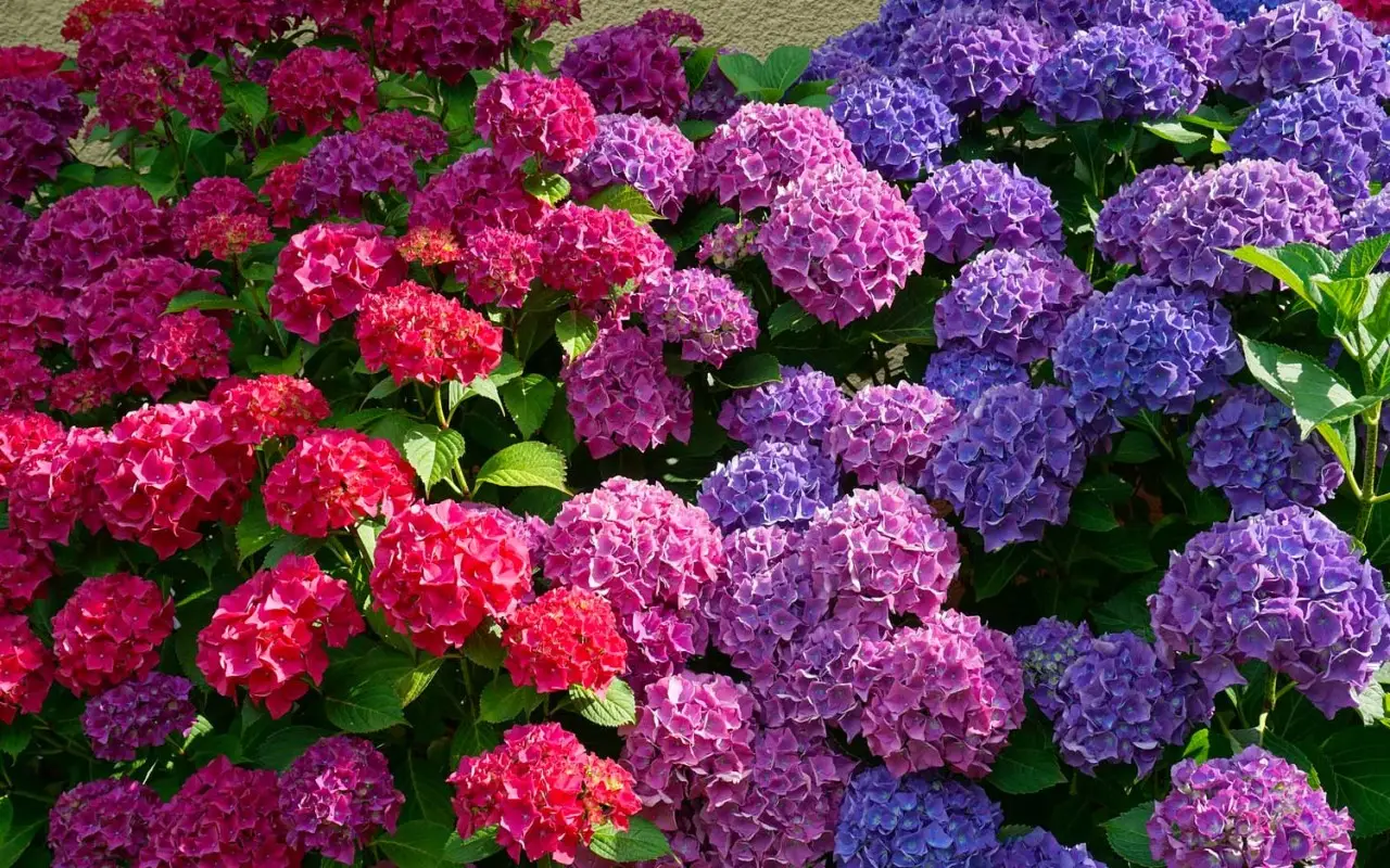 I segreti per un’ortensia dai colori intensi: attenzione al pH del terreno I segreti per un’ortensia dai colori intensi: attenzione al pH del terreno